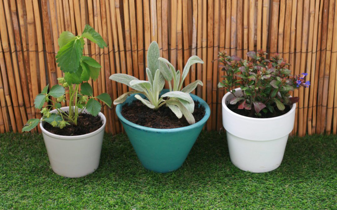 De nouvelles plantes sur le balcon des enfants