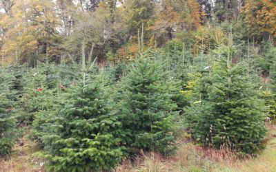 Tout sur le sapin : impact environnemental et alternatives