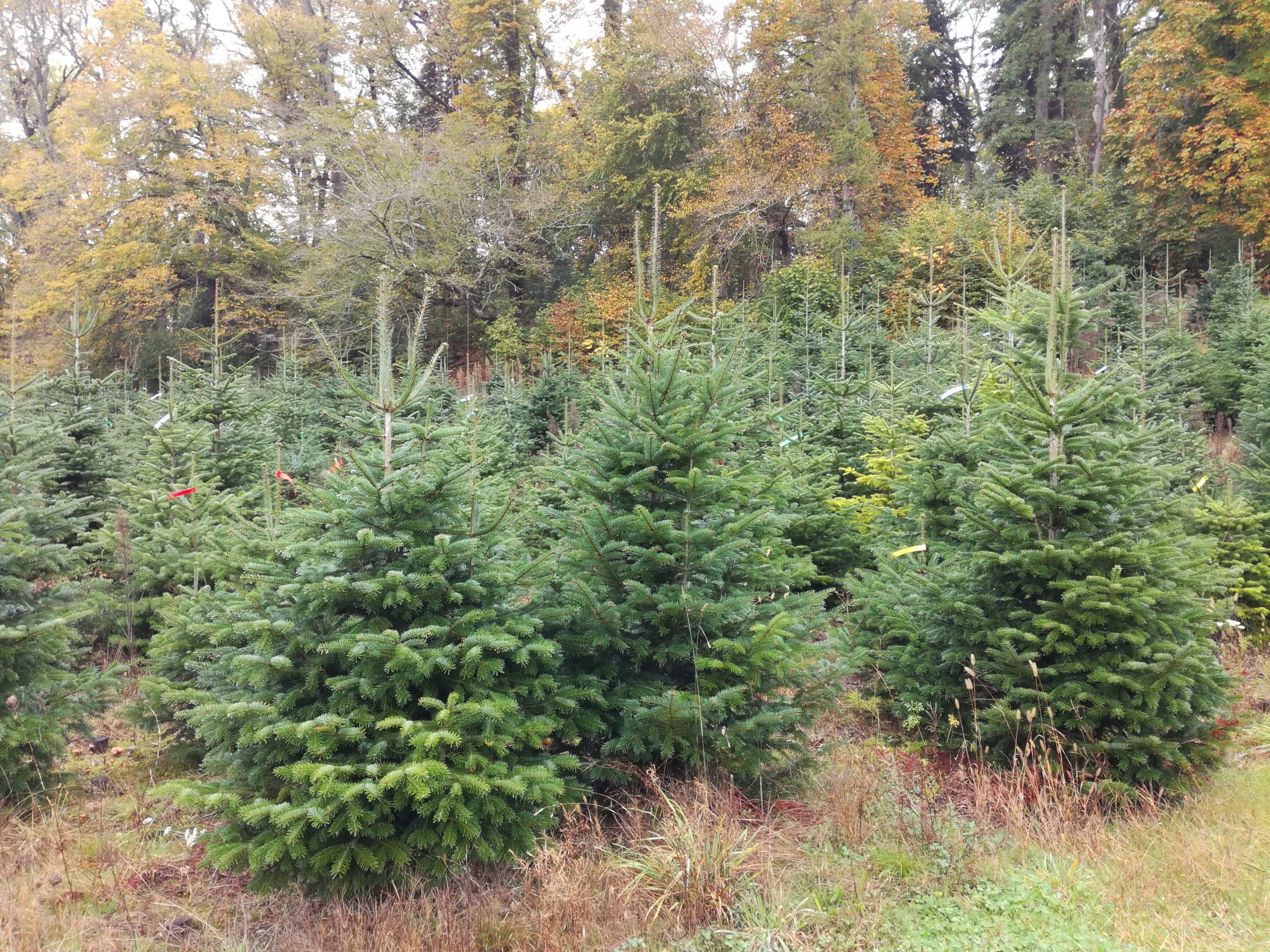 sapins naturels