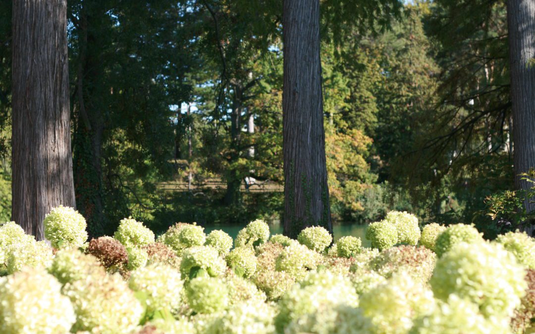 Balade automnale au Parc de la Tête d&rsquo;Or