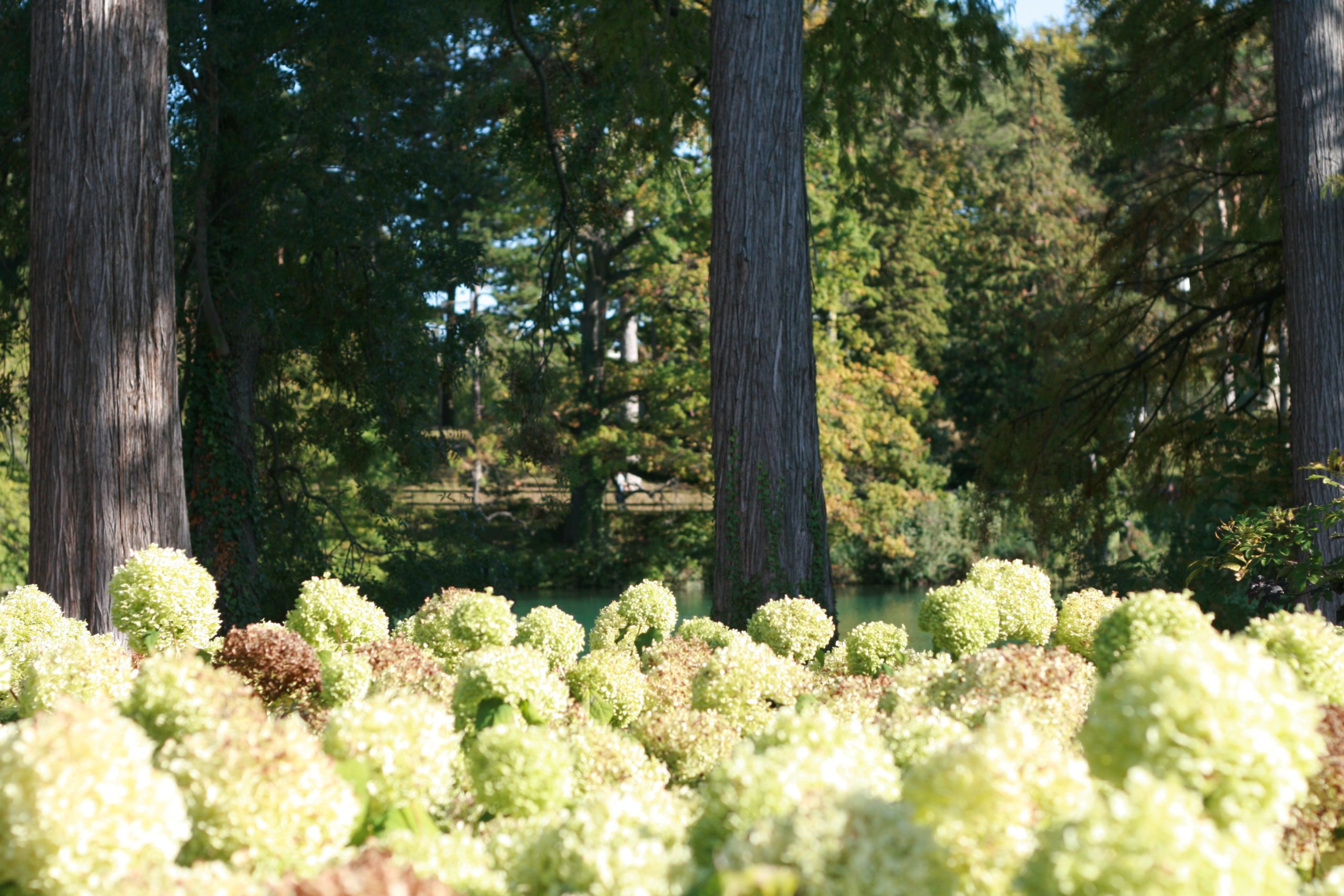 hydrangea au bord du lac