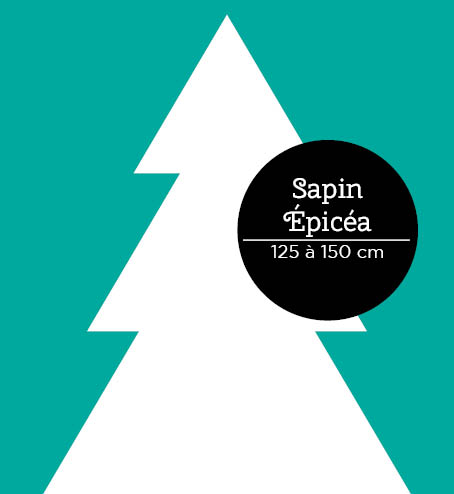 Sapin Epicea 125-150cm