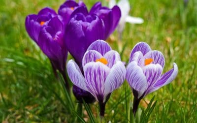 La plante du mois : le crocus, conseils jardinage et découverte !