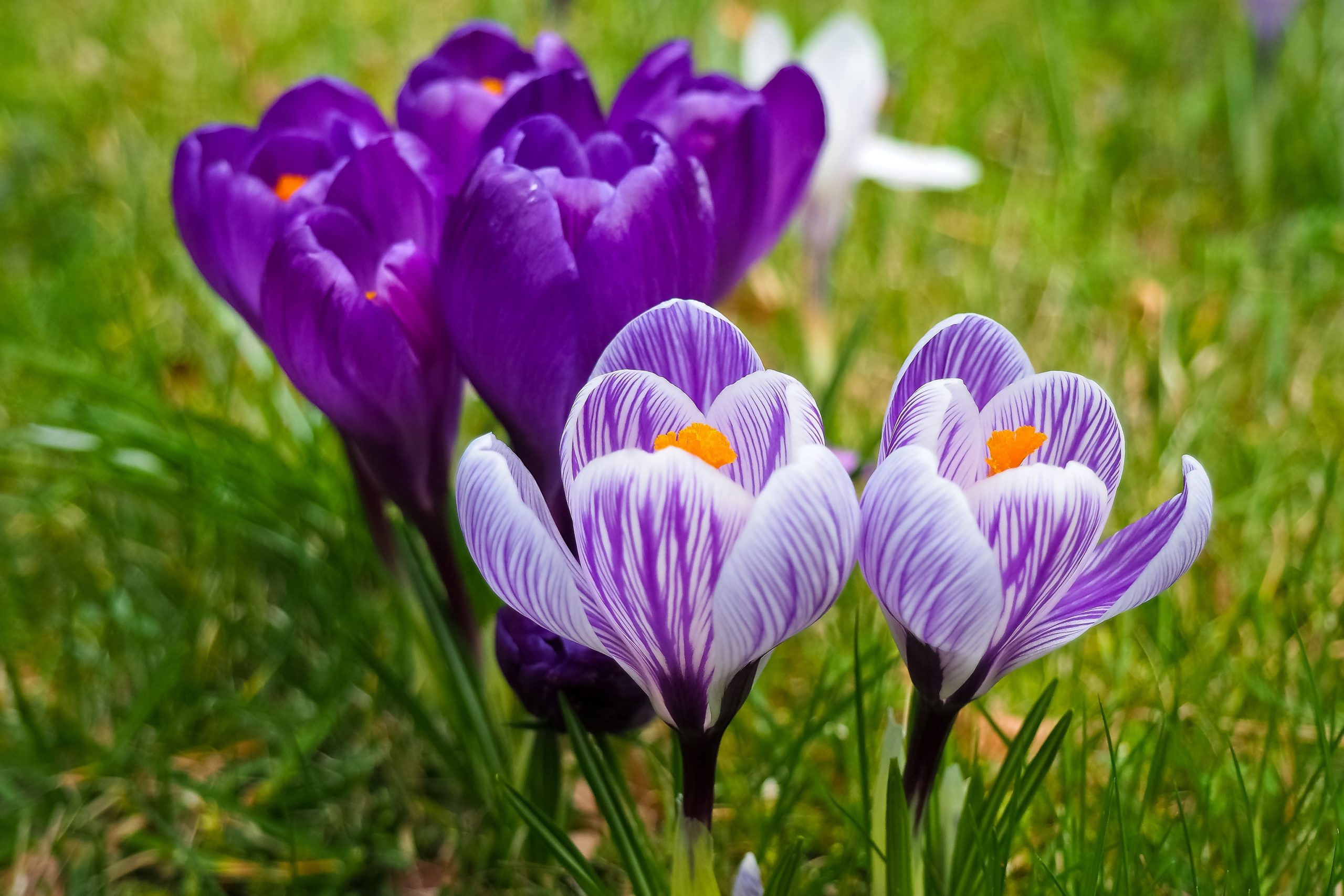 crocus violet