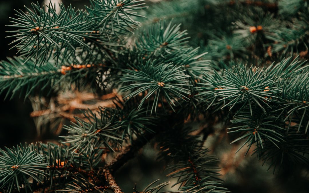 Le recyclage de mon sapin après les fêtes