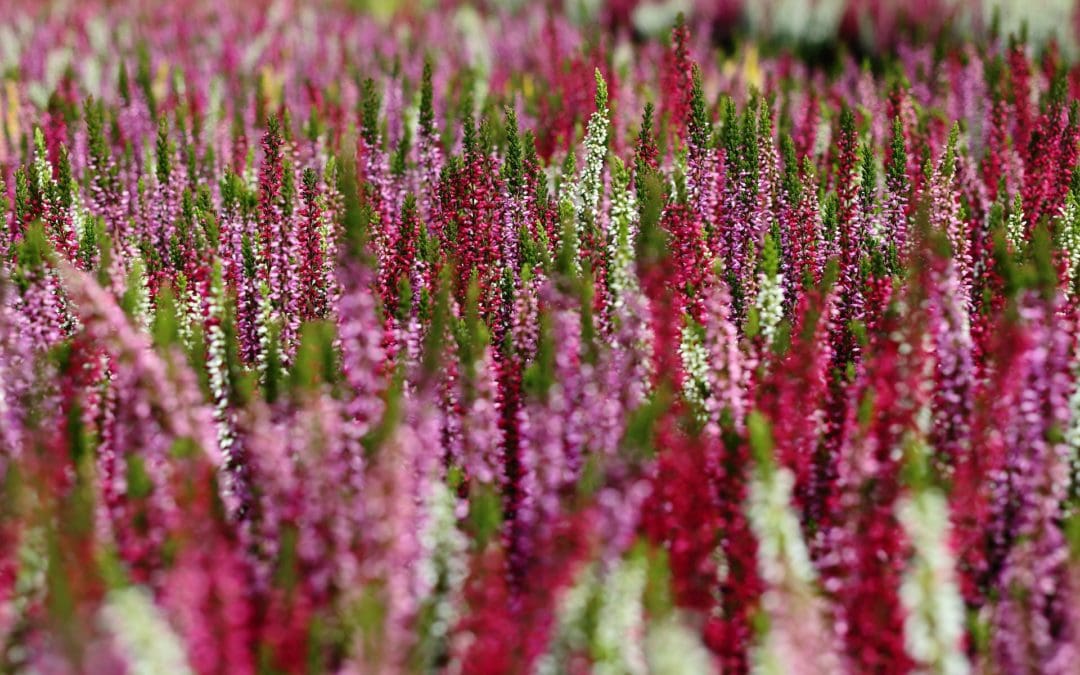 La plante du mois : la bruyère, conseils jardinage et découverte !