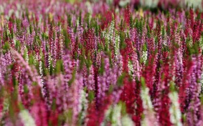 La plante du mois : la bruyère, conseils jardinage et découverte !