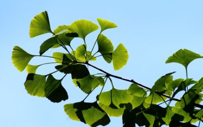 La plante du mois : le ginkgo biloba, conseils jardinage et découverte !