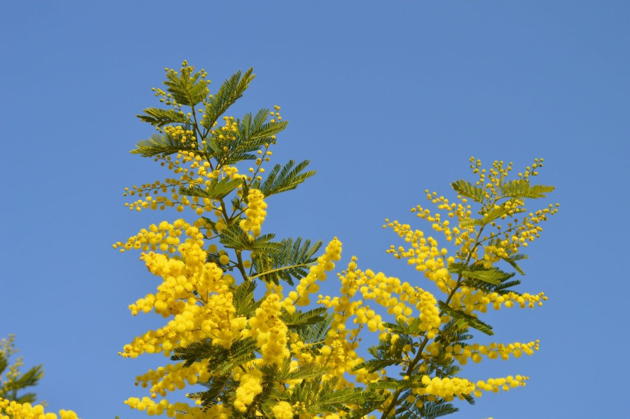 La Pousse Verte La plante du mois le mimosa, conseils jardinage et découverte ! Conseils
