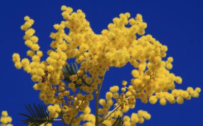 La plante du mois : le mimosa, conseils jardinage et découverte !