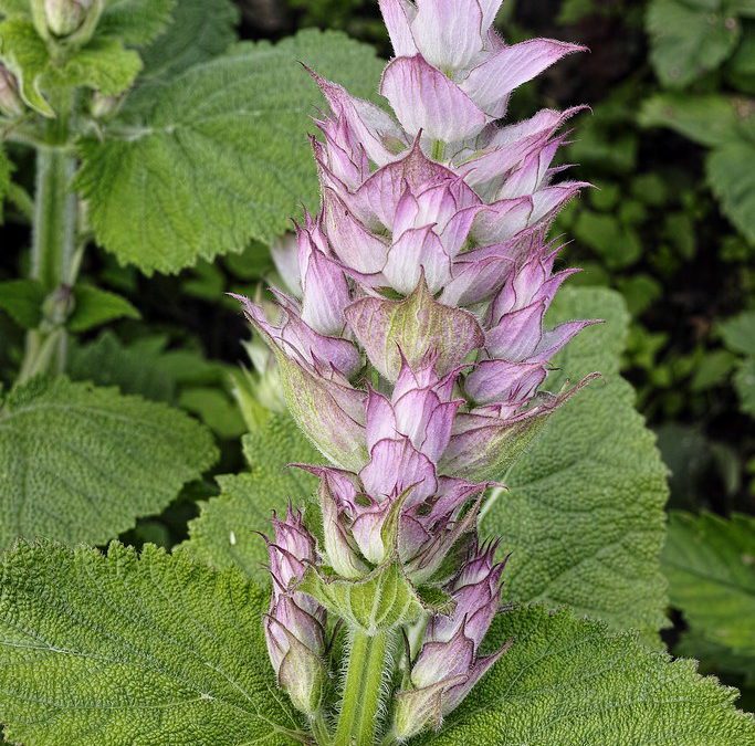 La sauge sclarée : conseils d’entretien et cuisine pour votre plante