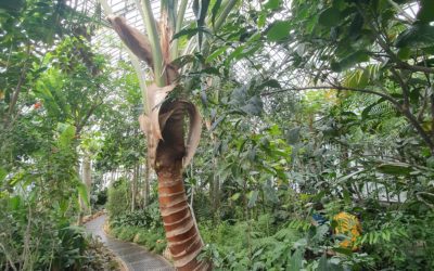 Visite botanique : des plantes pleines de surprises !