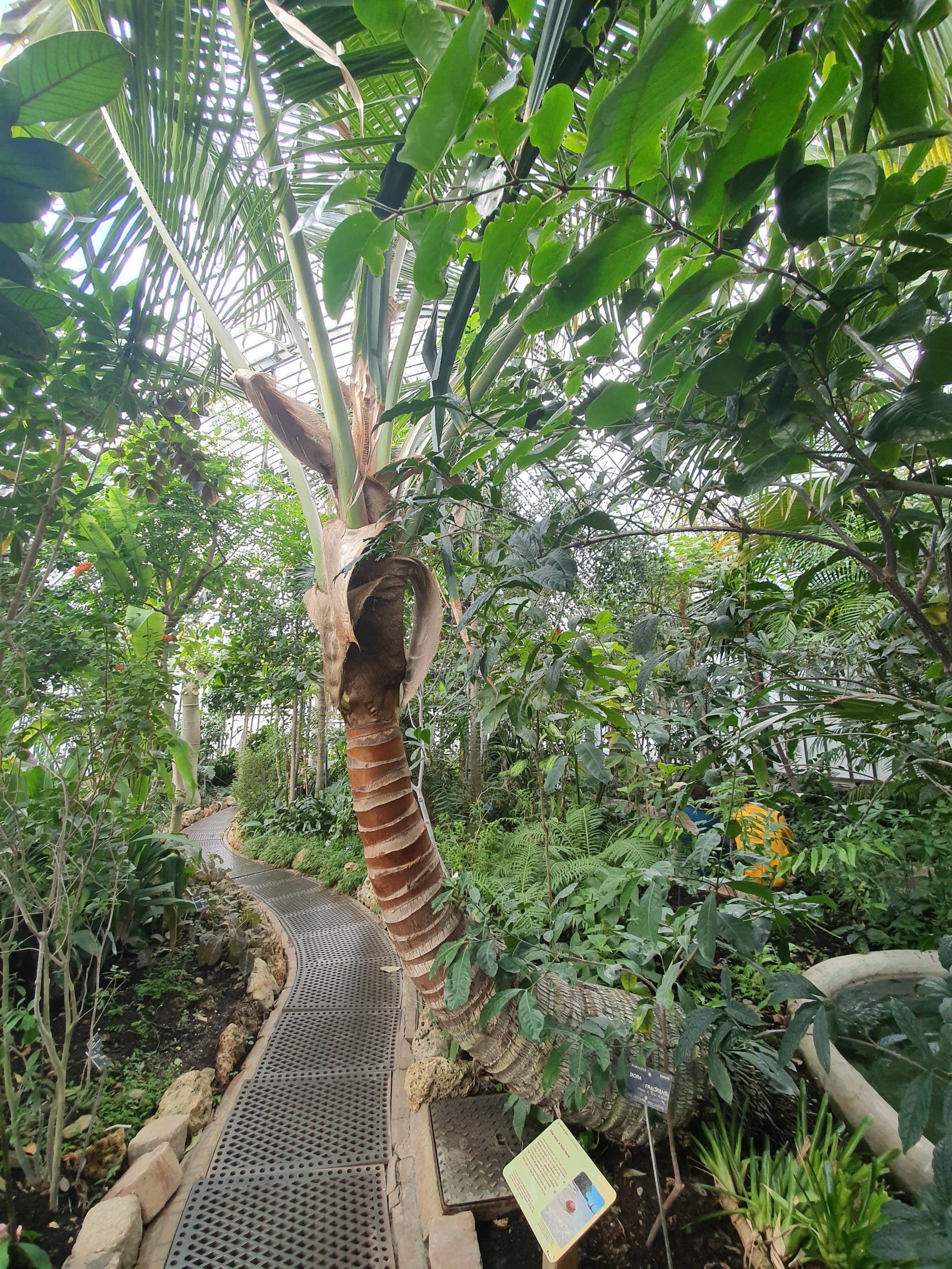 cocotier, plantes ingénieuses, nature