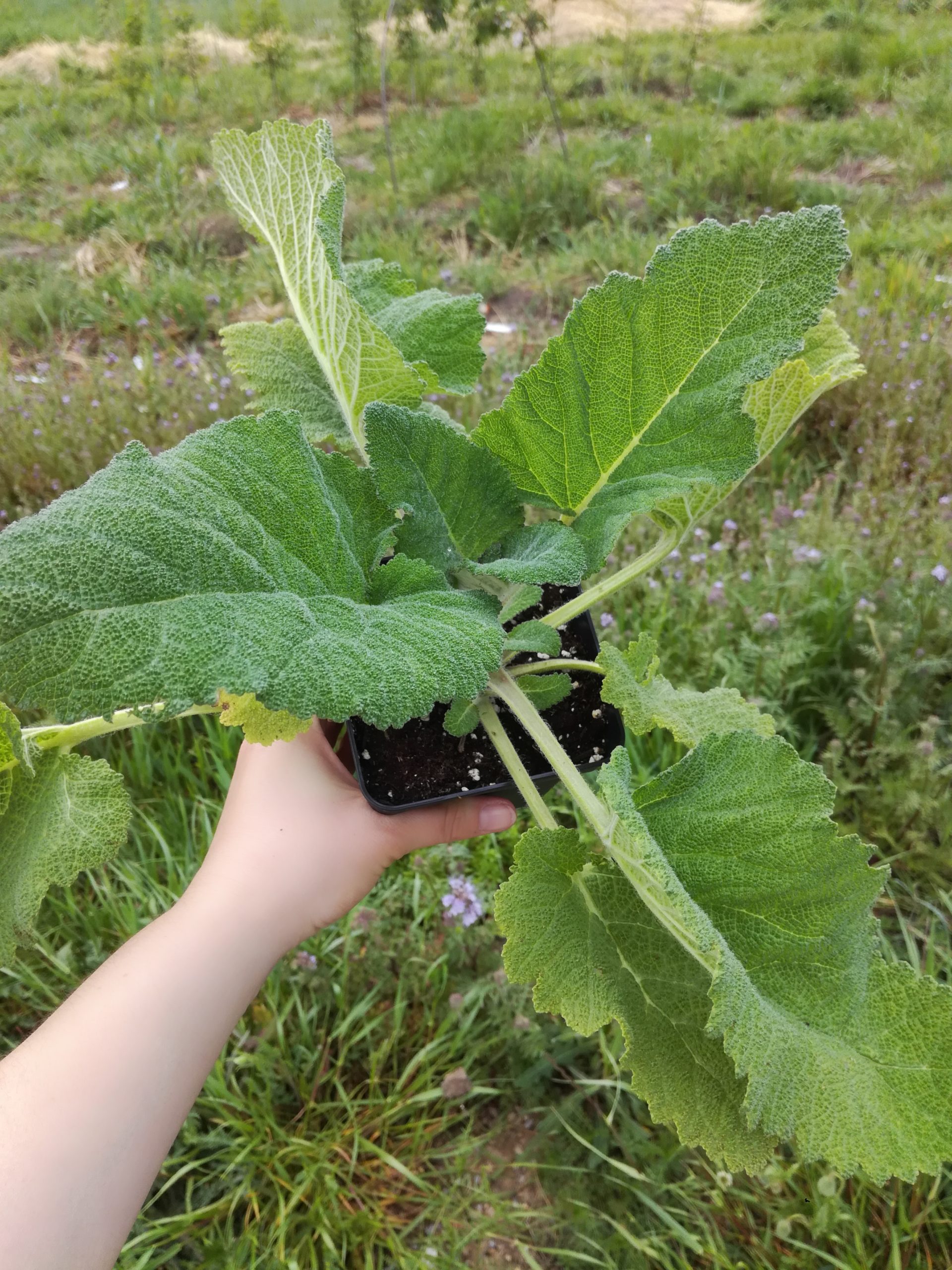 sauge sclarée box la pousse verte