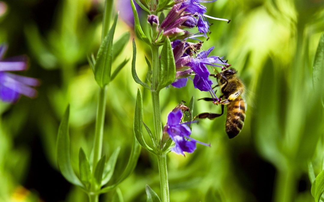 hysope officinale, box, printemps, fleur