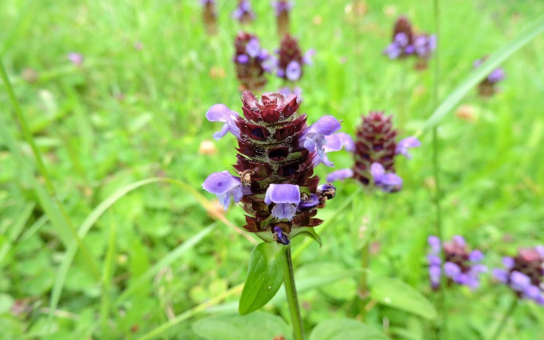 Recettes de cuisine avec la brunelle à grandes fleurs