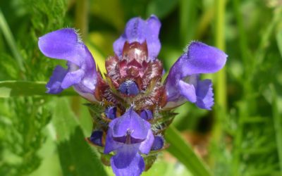 La brunelle à grandes fleurs, conseils d’entretien pour votre plante