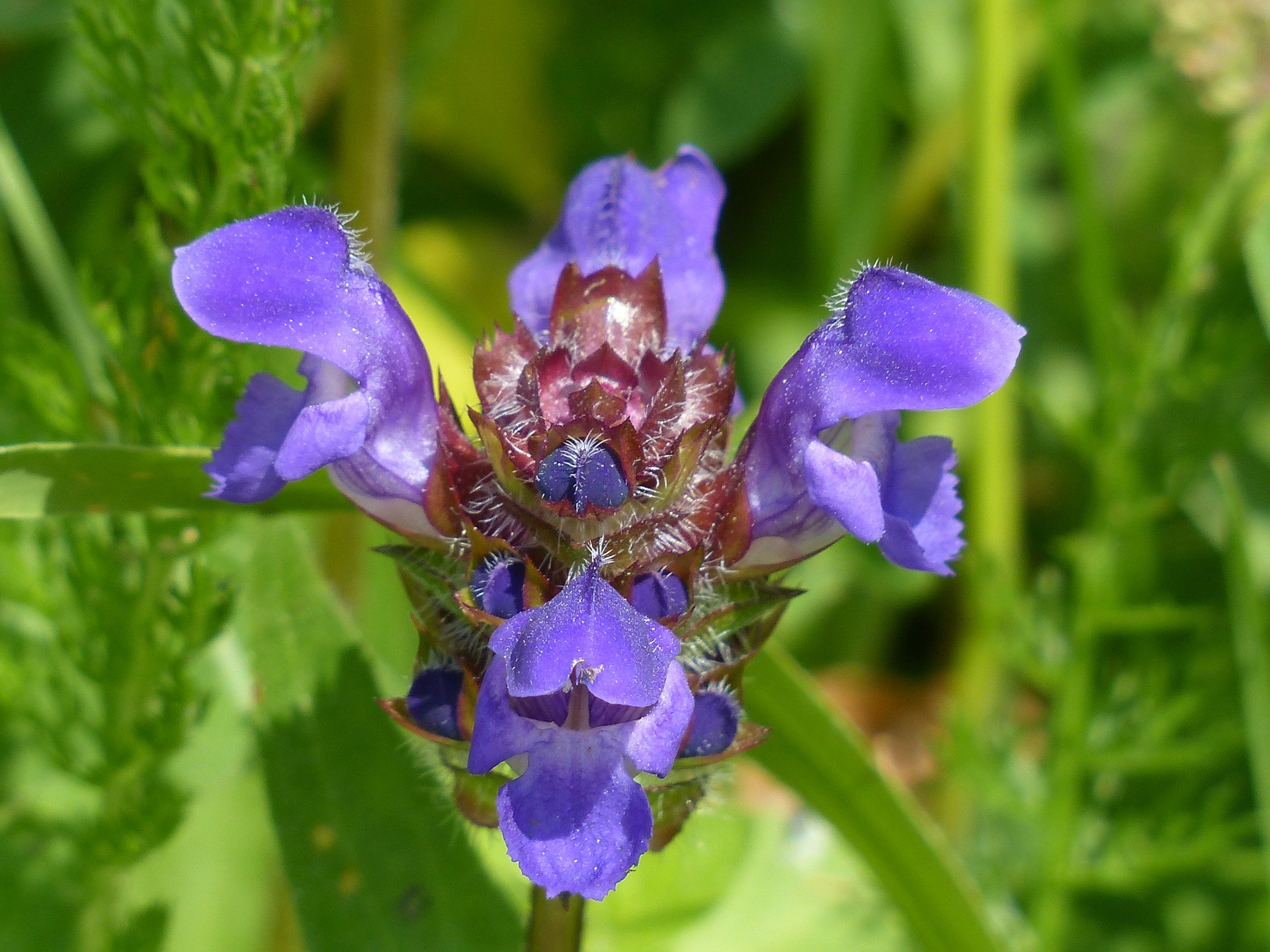 brunelle grandes fleurs plante box printemps