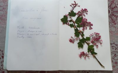 Le tuto du mois : créer un herbier pour conserver vos plantes