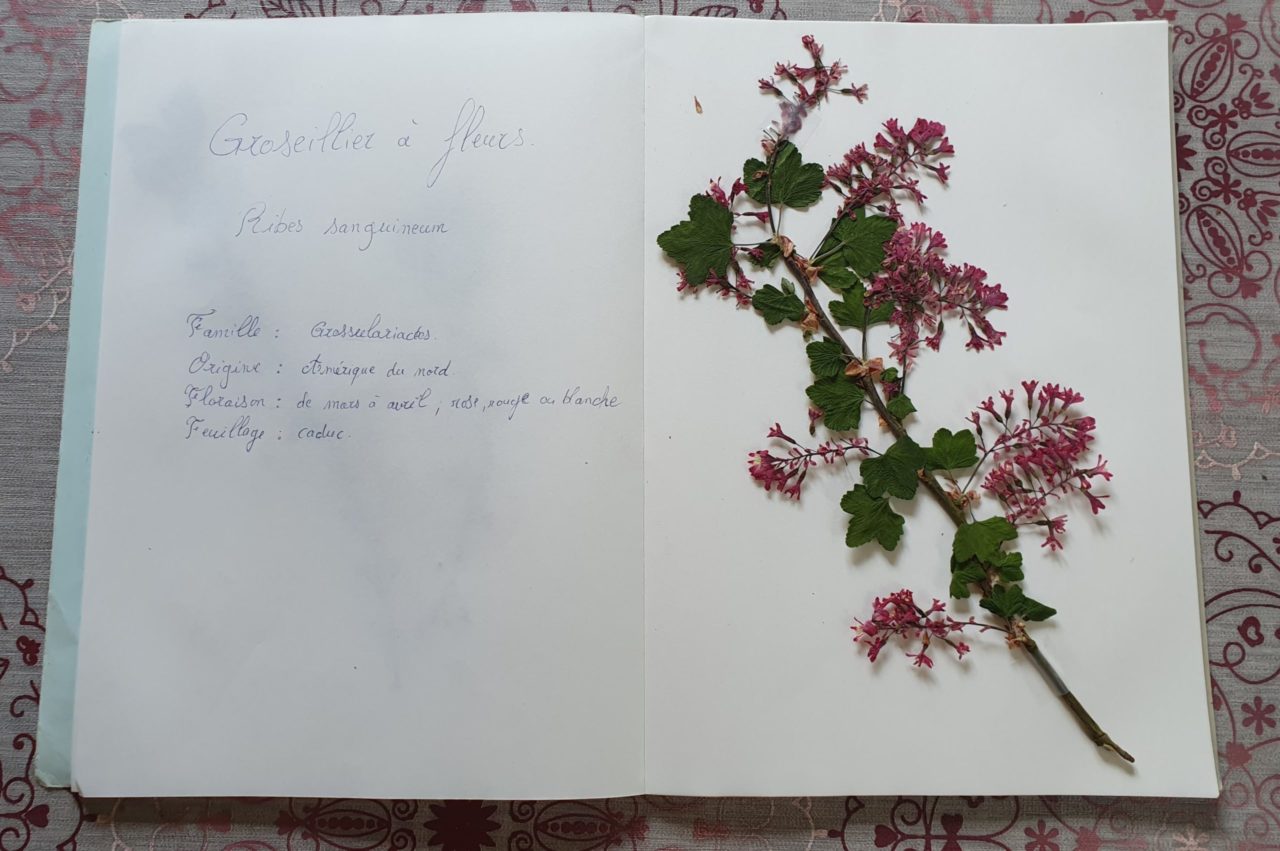 herbier tuto plantes