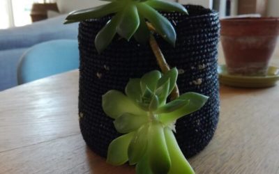 Conseils jardinage : réaliser une boutude succulente