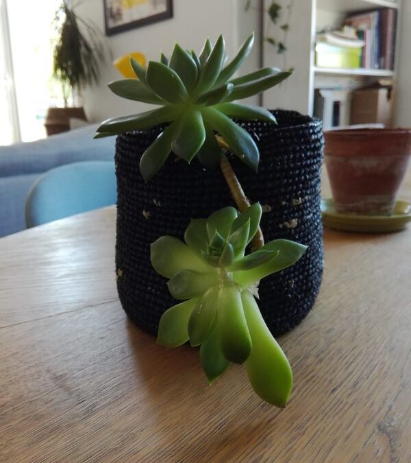 Conseils jardinage : réaliser une boutude succulente