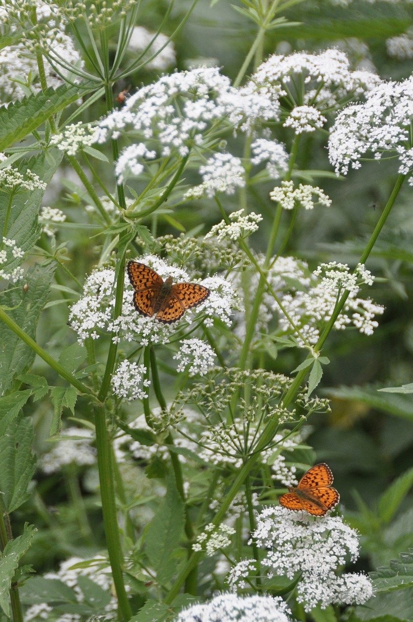 achillee papillon plante box printemps