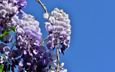 La plante du mois : la glycine, conseils jardinage et découverte !