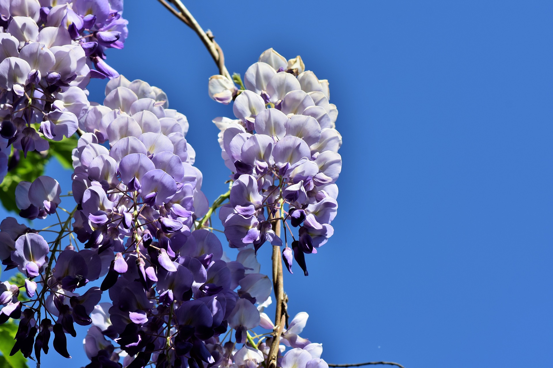 glycine, plante du mois