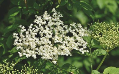 La plante du mois : le sureau, conseils jardinage et cuisine !