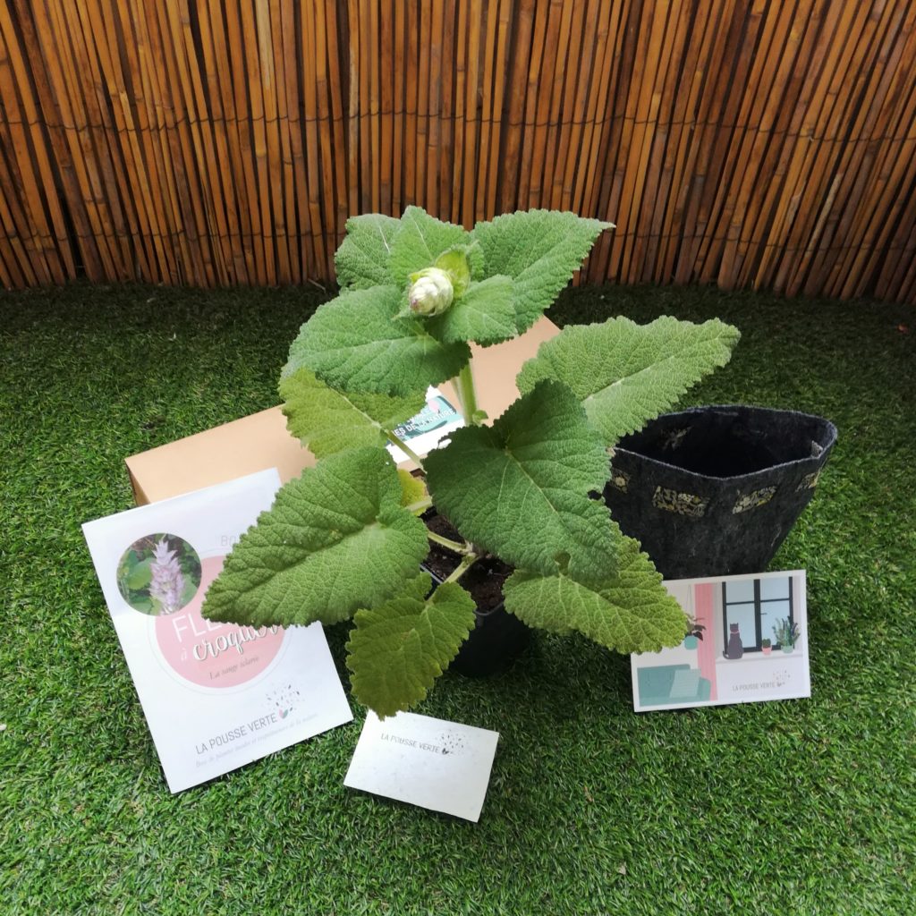 abonnement box plante fleurs comestibles abonnement box plante fleurs comestibles