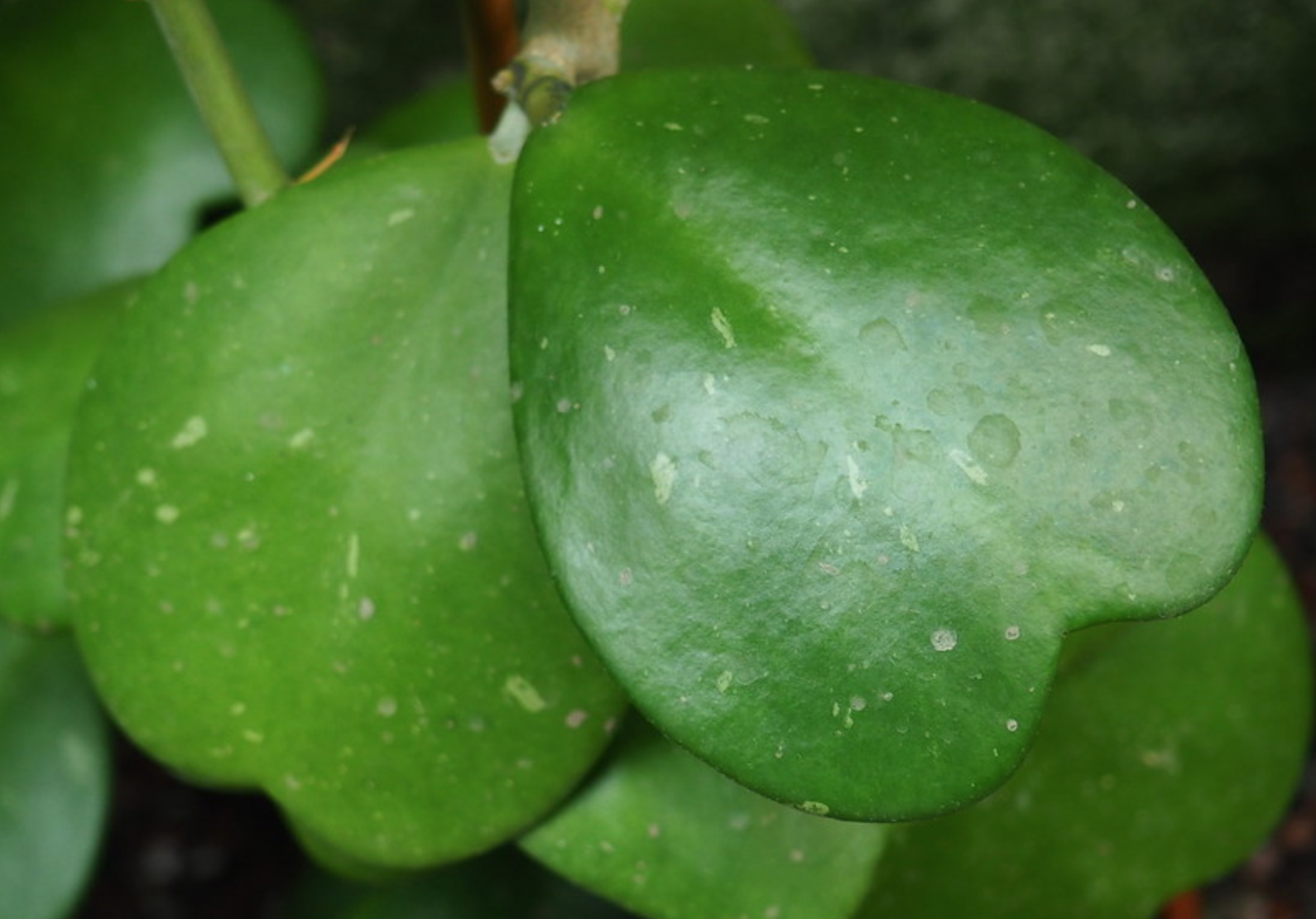 hoya kerrii, plante du mois, la pousse verte