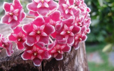 La plante du mois : l’hoya, conseils jardinage et découverte !