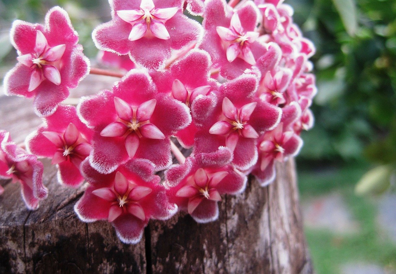 hoya plante fleurs rose