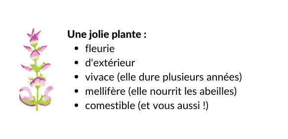 Image contenu box_plante Image contenu box_plante