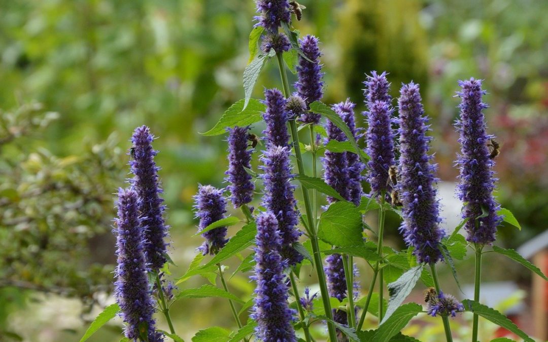 agastache, conseils jardinage, la pousse verte