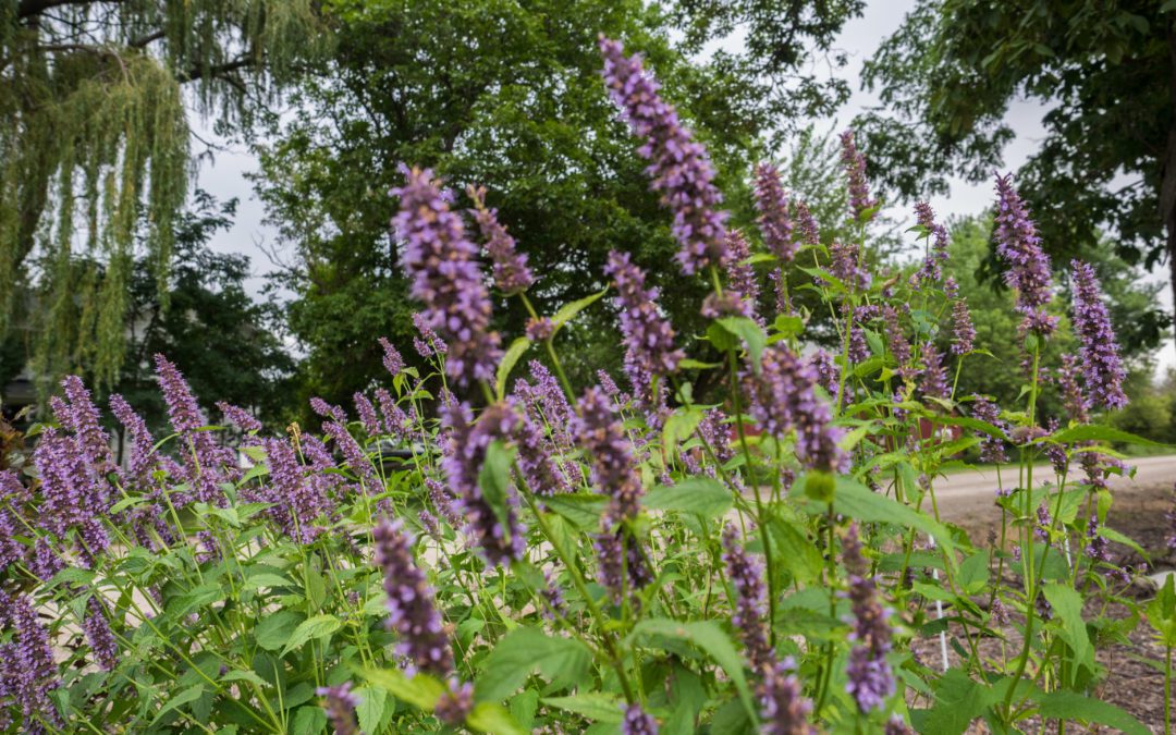 Recette de cuisine avec l’agastache