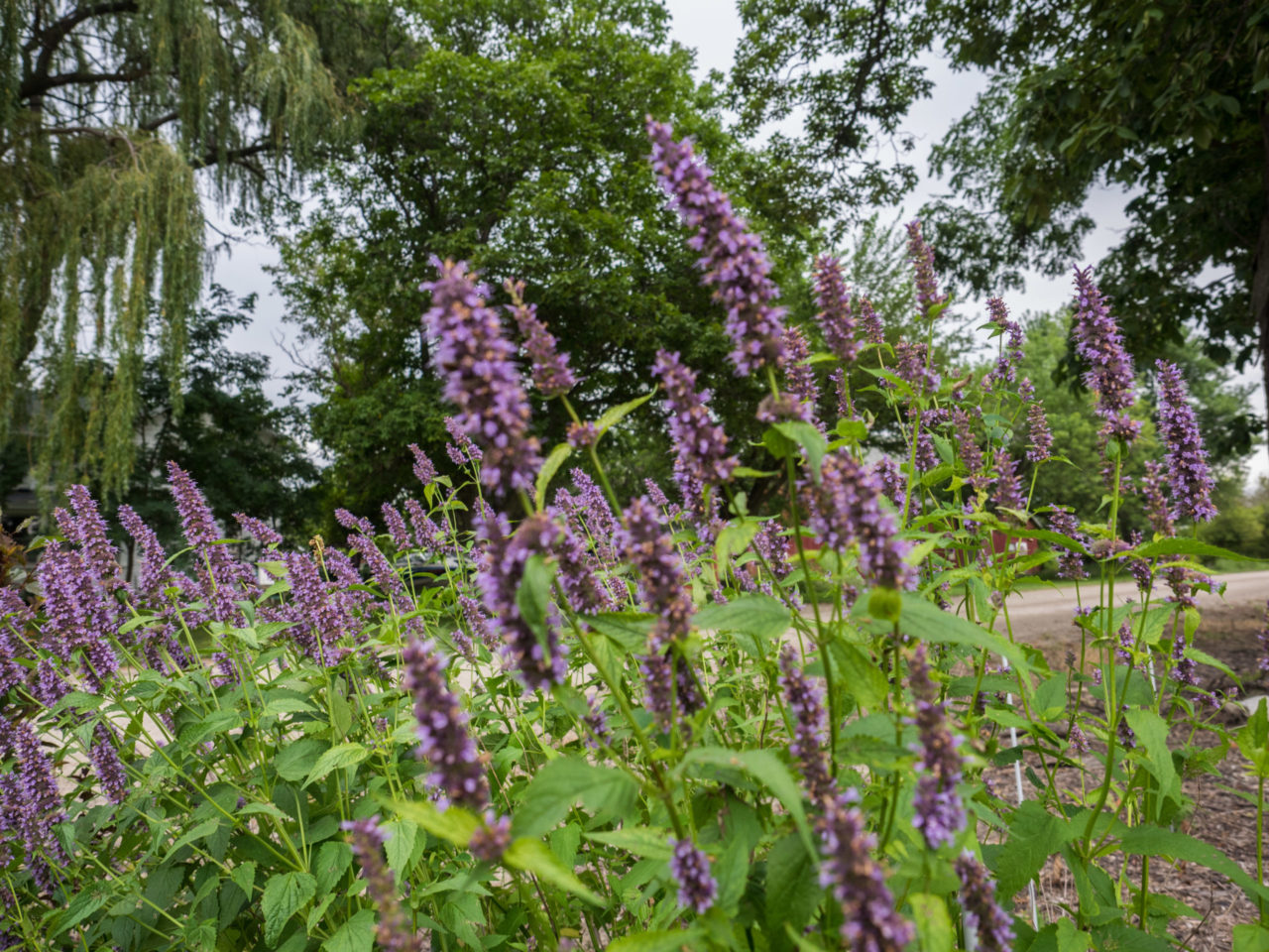 agastache, conseil jardinage, la pousse verte