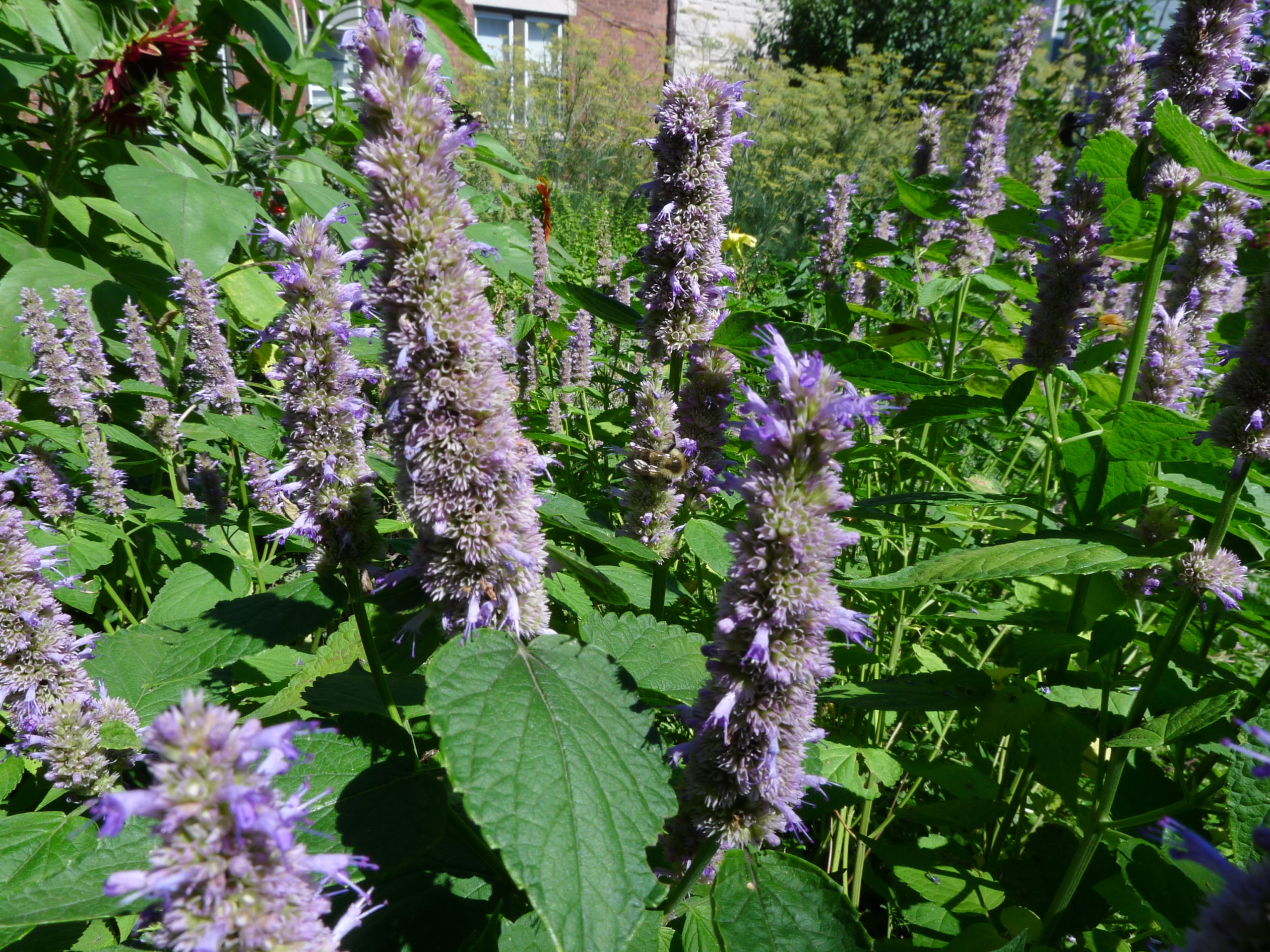 agastache, conseil jardinage, la pousse verte