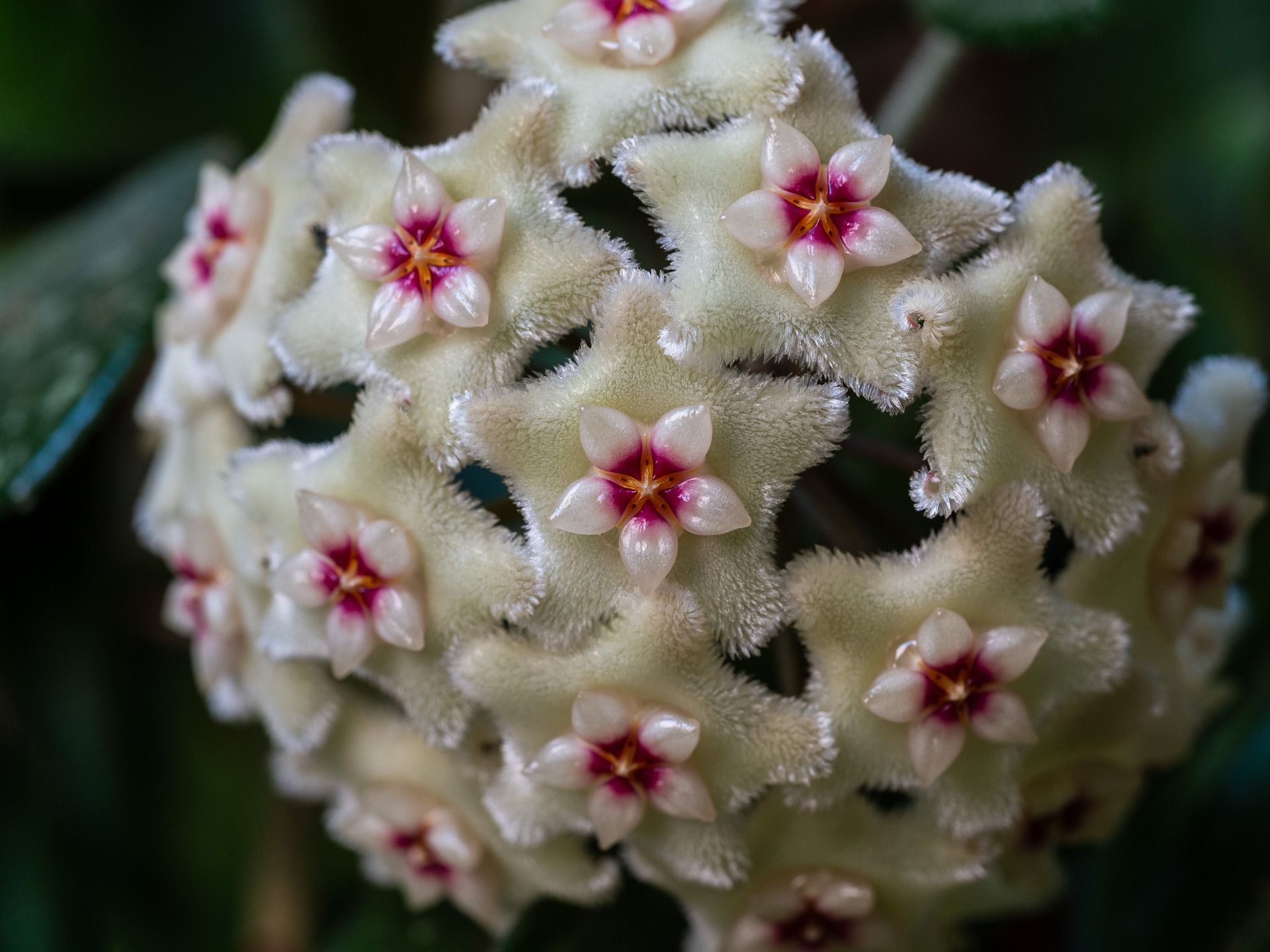 plante du mois, hoya, la pousse verte