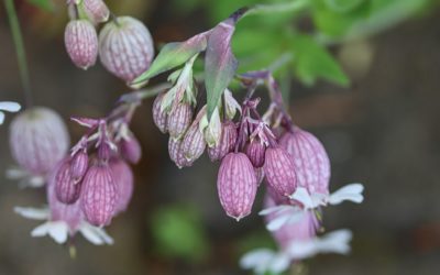 Silène enflé, conseils jardinage et cuisine