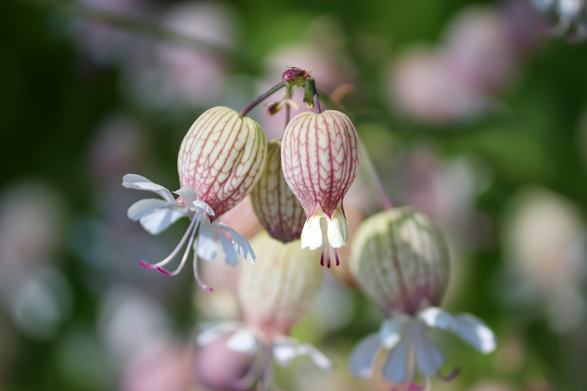 sileine enflé, conseils jardinage, la pousse verte