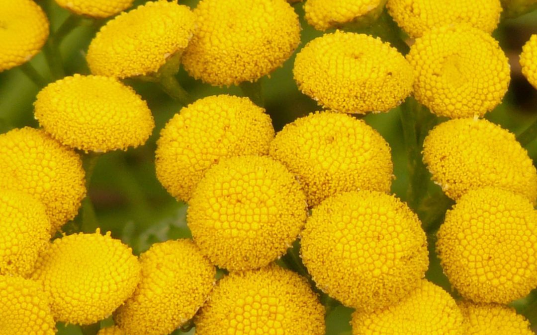 tanaisie plante déjà fleurie la pousse verte