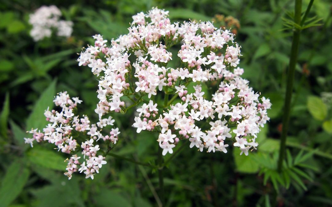 Valériane officinale, conseils jardinage et cuisine