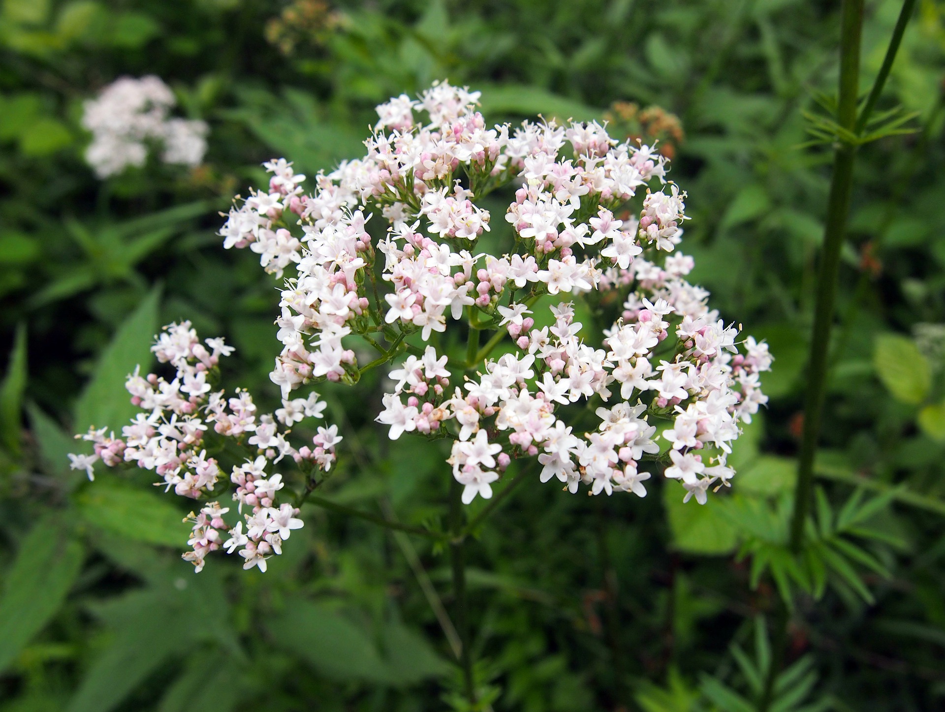 valériane, conseils de jardinage, la pousse verte