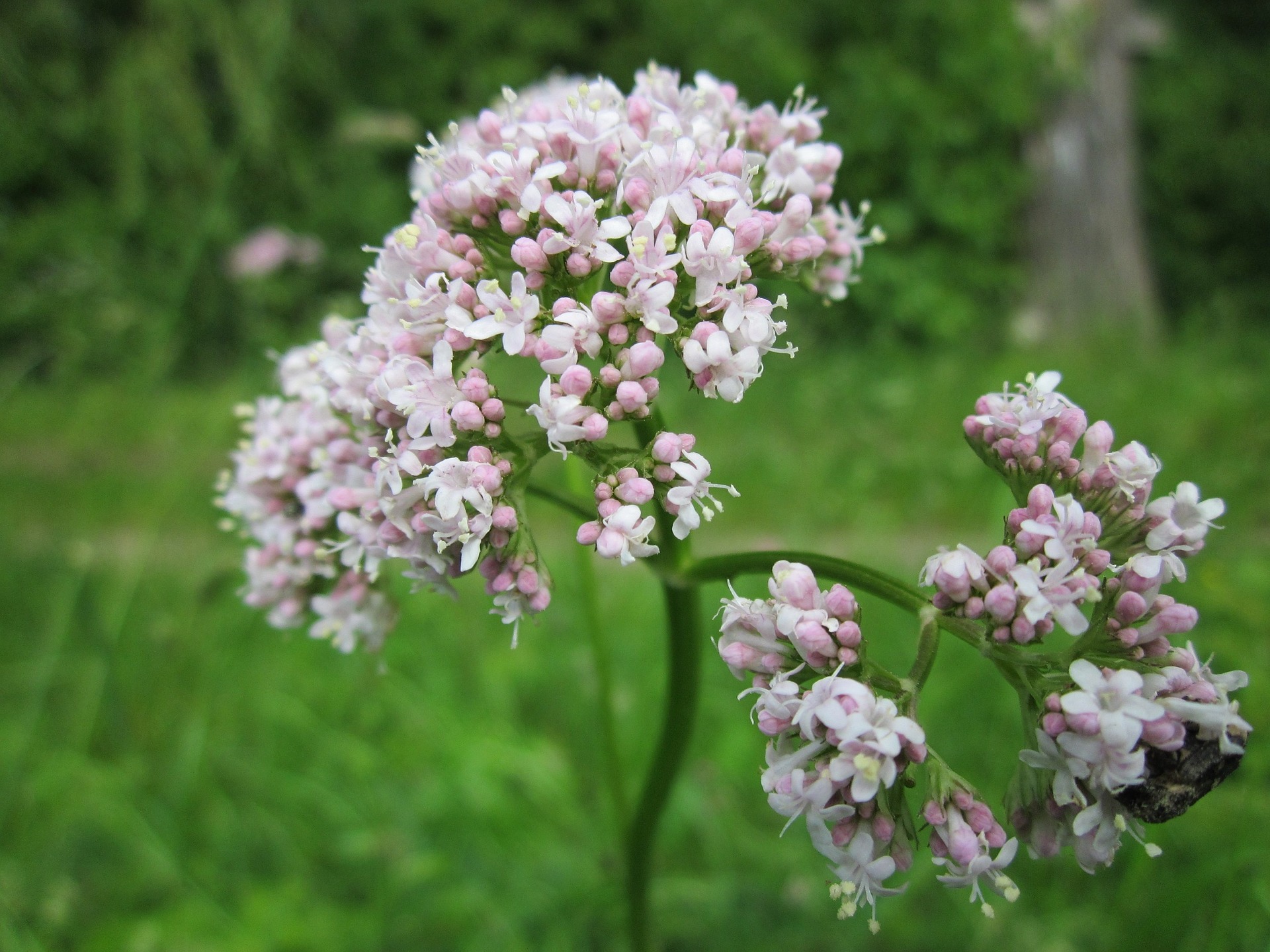 Jardin. La valériane