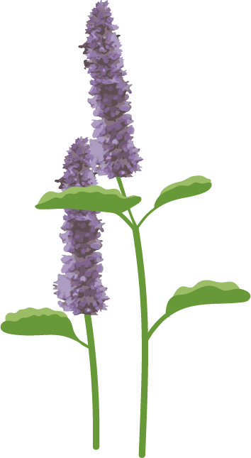 agastache plante dessin