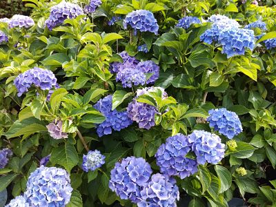 hortensia bleu bosquet