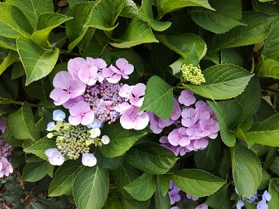 hortensia mauve