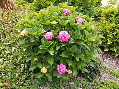 hortensia rose buisson